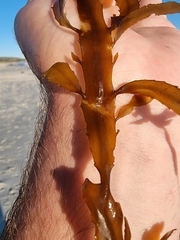 Desmarestia ligulata