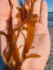 Desmarestia ligulata