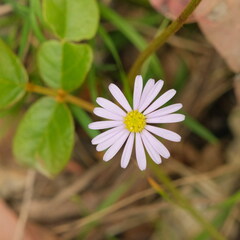 Brachyscome multifida