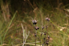 Haemodorum austroqueenslandicum