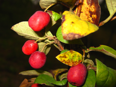 Cotoneaster wilsonii