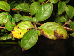 Cotoneaster wilsonii