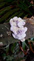 Chondrostereum purpureum