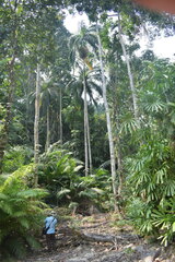 Bentinckia nicobarica