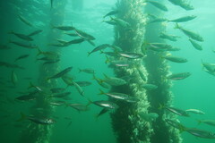 Trachurus novaezelandiae