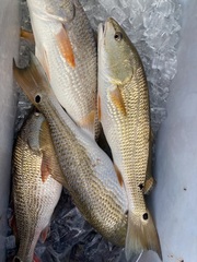 Sciaenops ocellatus