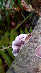 Chondrostereum purpureum