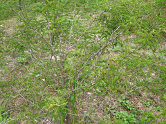 Gleditsia sinensis