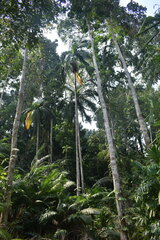 Bentinckia nicobarica