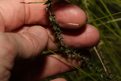Epacris pulchella