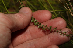 Epacris pulchella