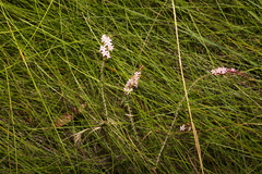 Epacris pulchella