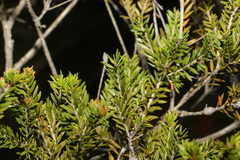 Melaleuca sieberi