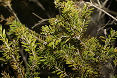 Melaleuca sieberi