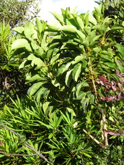 Myodocarpus