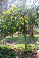 Theobroma cacao