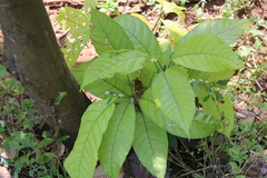 Theobroma cacao