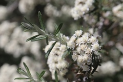 Ozothamnus secundiflorus