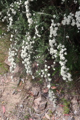 Ozothamnus secundiflorus