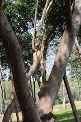 Ficus elastica