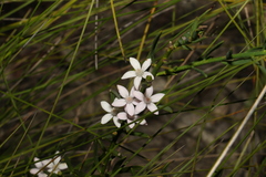 Philotheca queenslandica