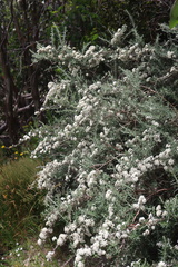 Ozothamnus secundiflorus