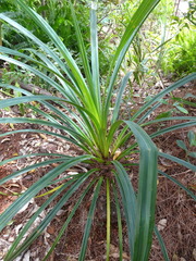 Pandanus bilinearis