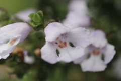 Prostanthera cuneata