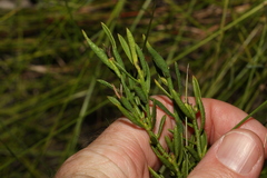 Philotheca queenslandica