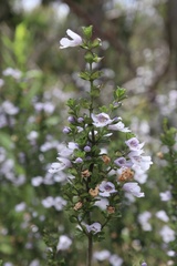 Prostanthera cuneata