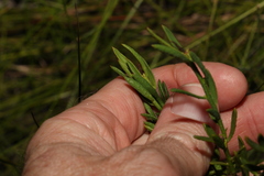 Philotheca queenslandica