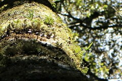 Gastrochilus fuscopunctatus