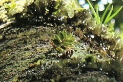 Gastrochilus fuscopunctatus