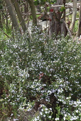 Prostanthera cuneata