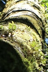 Gastrochilus fuscopunctatus