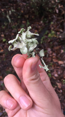 Ramalina leptocarpha