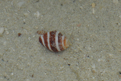 Neogastropoda