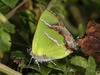 Mariposa Sedosa de Banda Blanca - Photo (c) Bill Bouton, algunos derechos reservados (CC BY-NC)