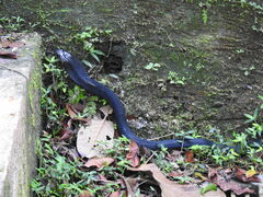 Naja sumatrana