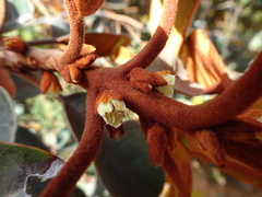Pichonia daenikeri