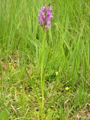 Dactylorhiza traunsteineri