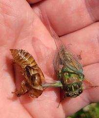 Amphipsalta zelandica