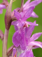 Dactylorhiza traunsteineri