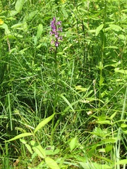 Dactylorhiza traunsteineri