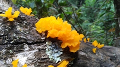 Dacrymyces