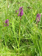 Dactylorhiza traunsteineri