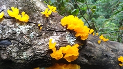 Dacrymyces