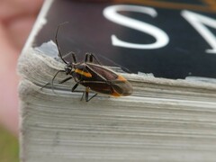Horistus orientalis