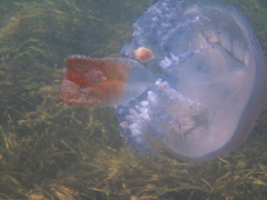 Pseudorhiza haeckeli