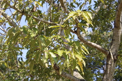 Magnolia champaca